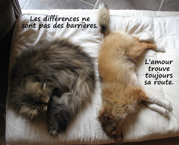 3222595533_1_11_BK3oJM18